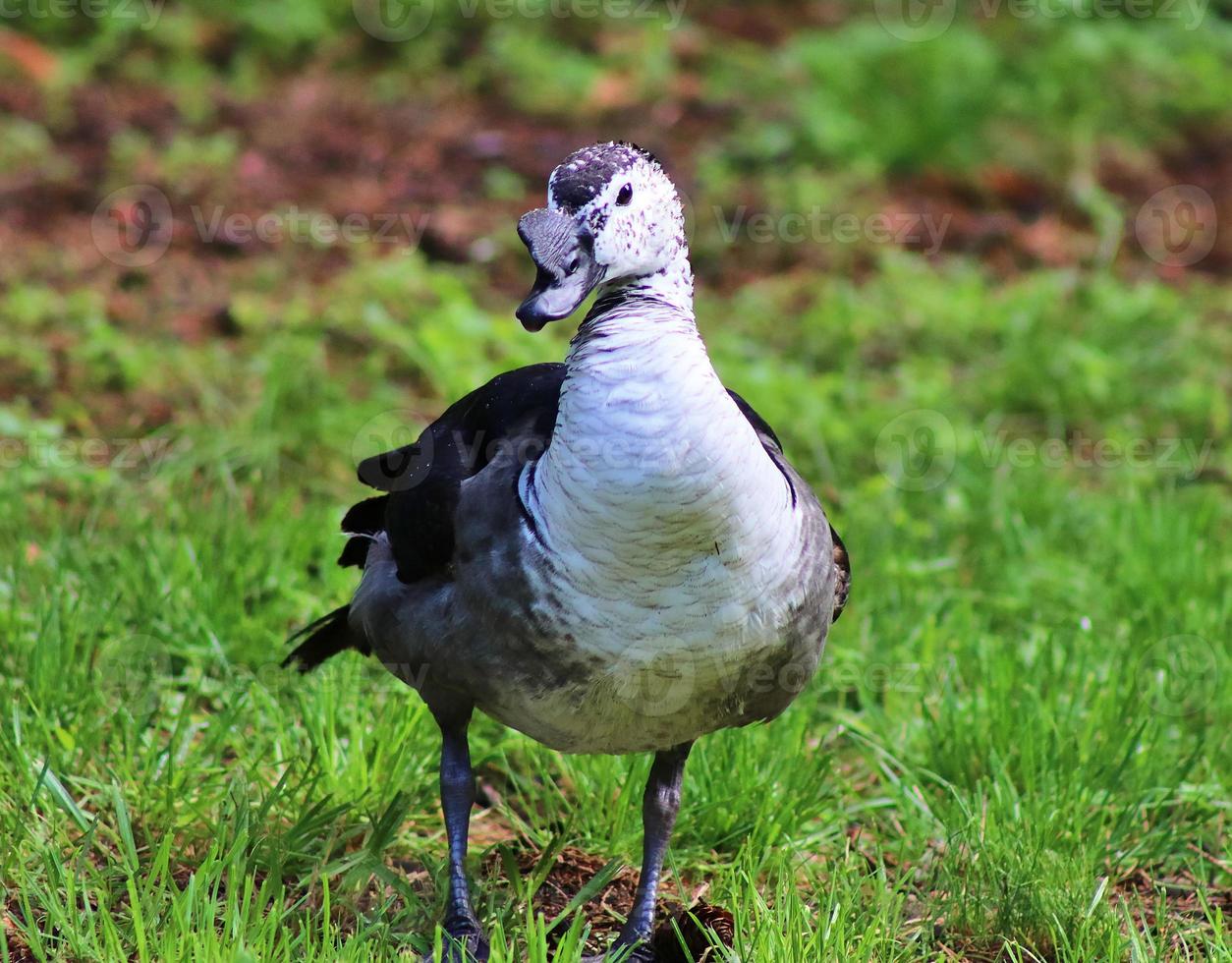 Beautiful ducks running around in a green rural environment photo