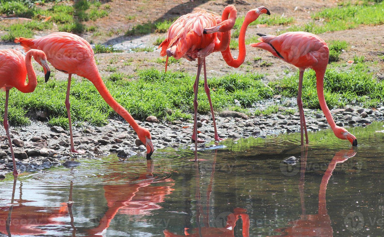 Colorful pink flamingo bird in a close up view on a sunny summer day photo