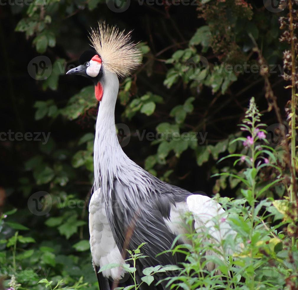 Beautiful crane birds in a detailed close up view on a sunny day in summer photo