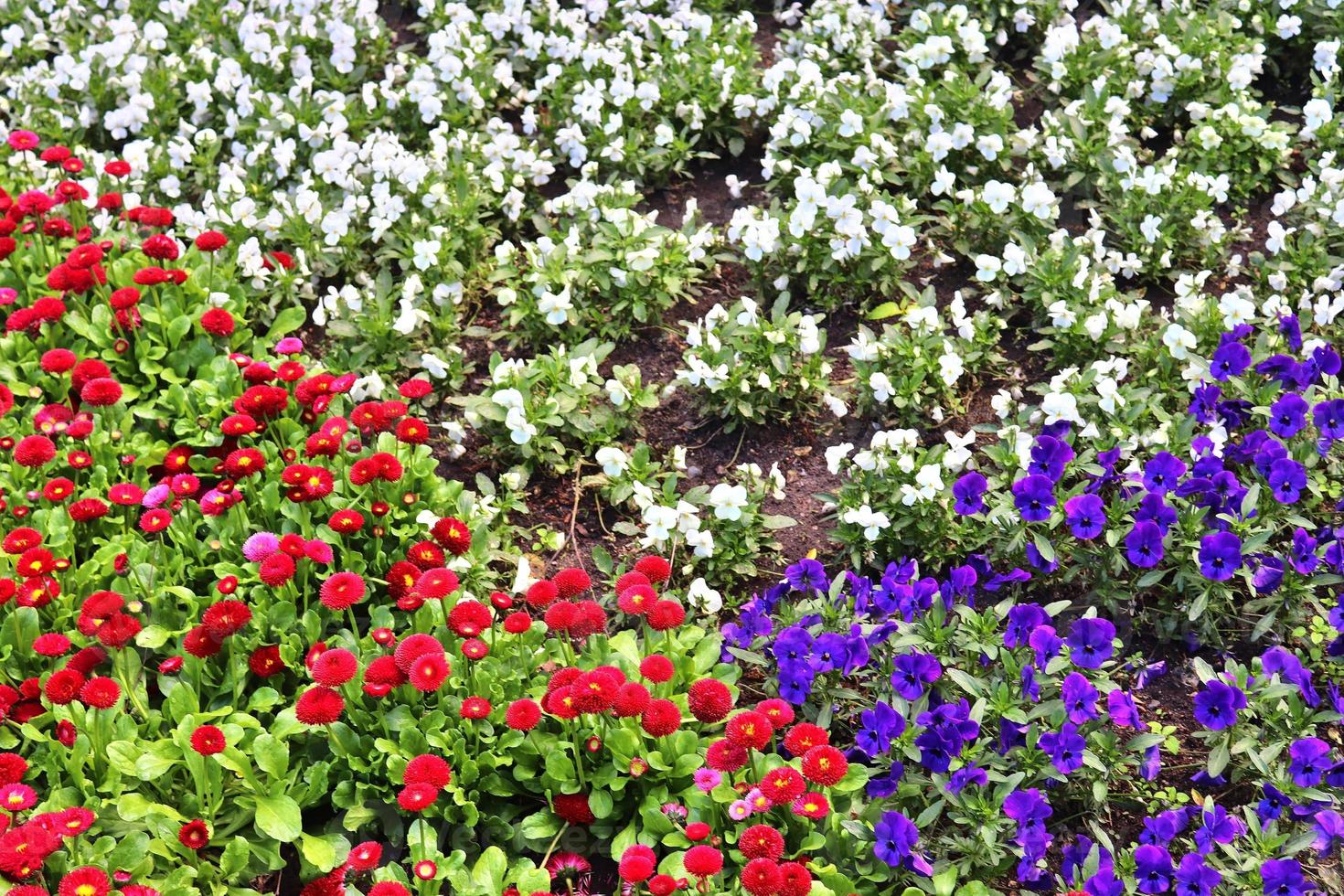 Beautiful flowers in a european garden in different colors photo