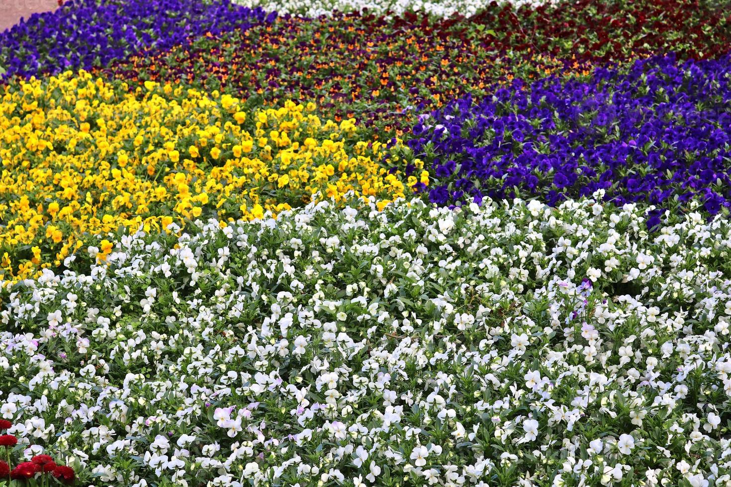 Beautiful flowers in a european garden in different colors photo