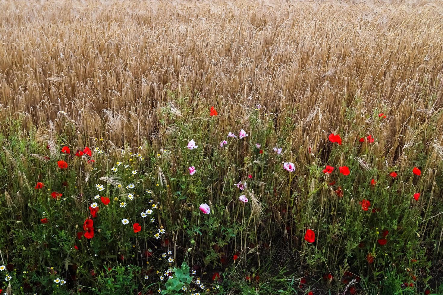 hermosas flores rojas de amapola papaver rhoeas en un campo de trigo dorado moviéndose en el viento foto