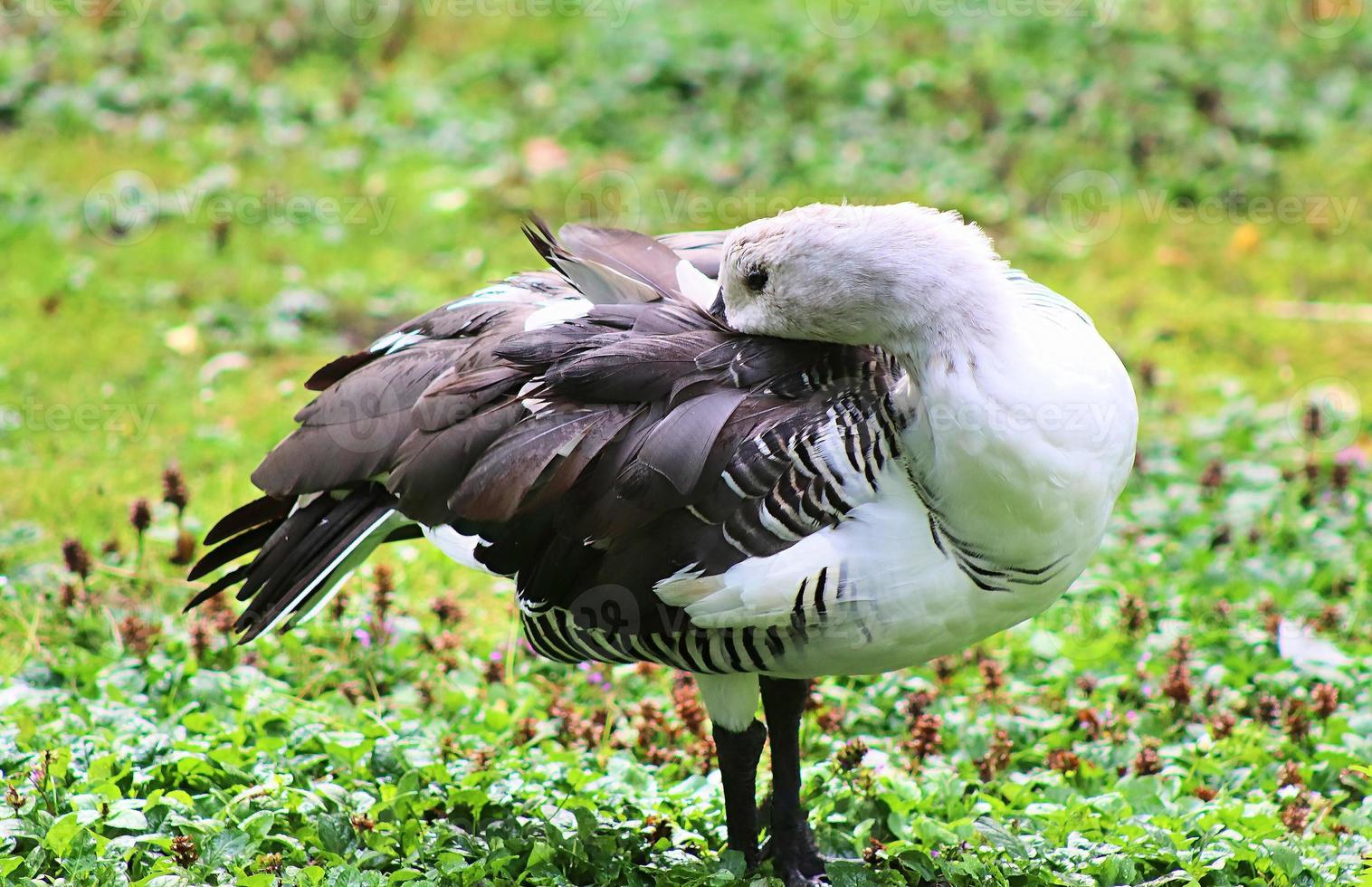 hermosos patos corriendo en un entorno rural verde foto