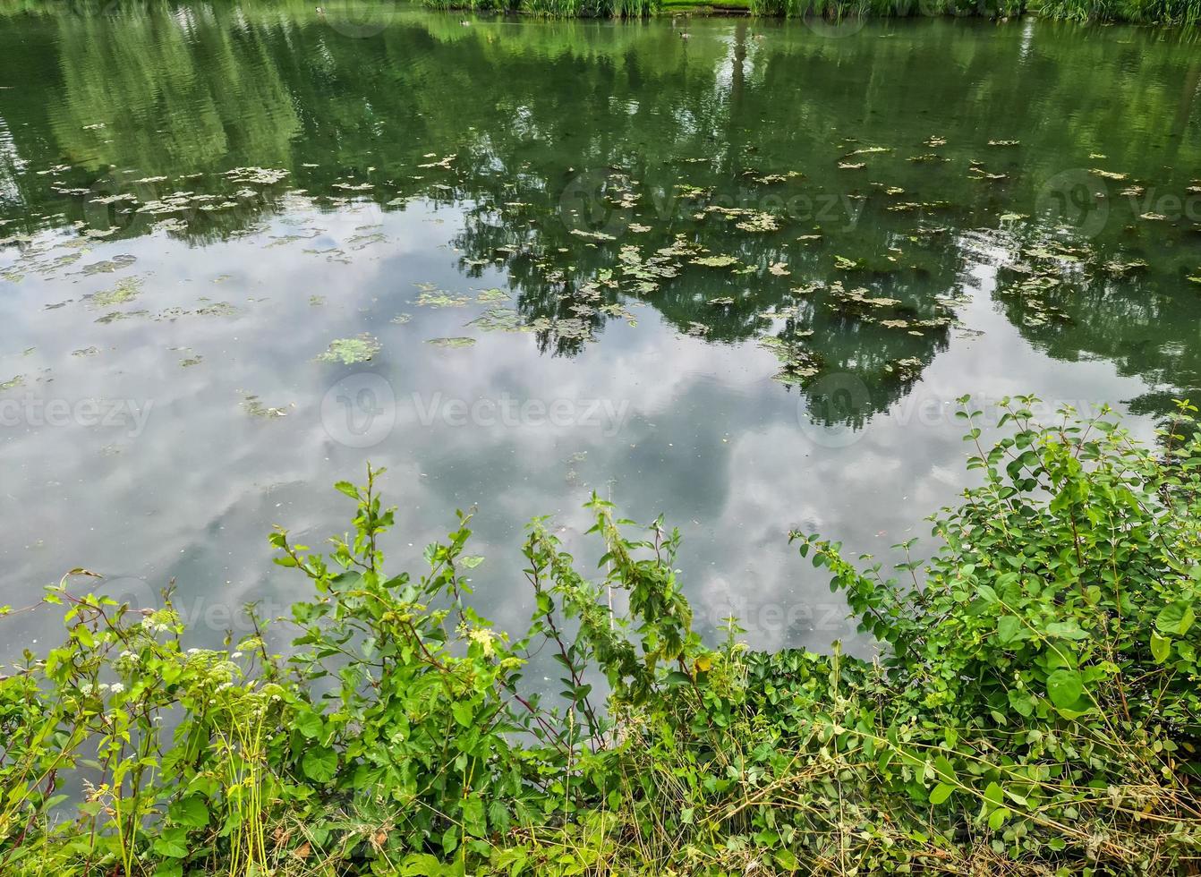 Background texture pattern of algea forming thick layer on water surface photo