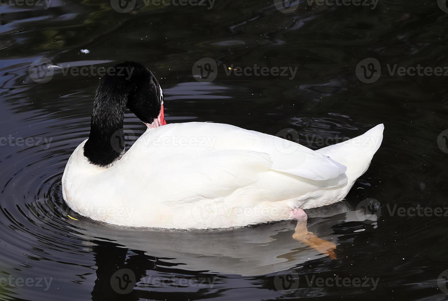 hermosos patos corriendo en un entorno rural verde foto