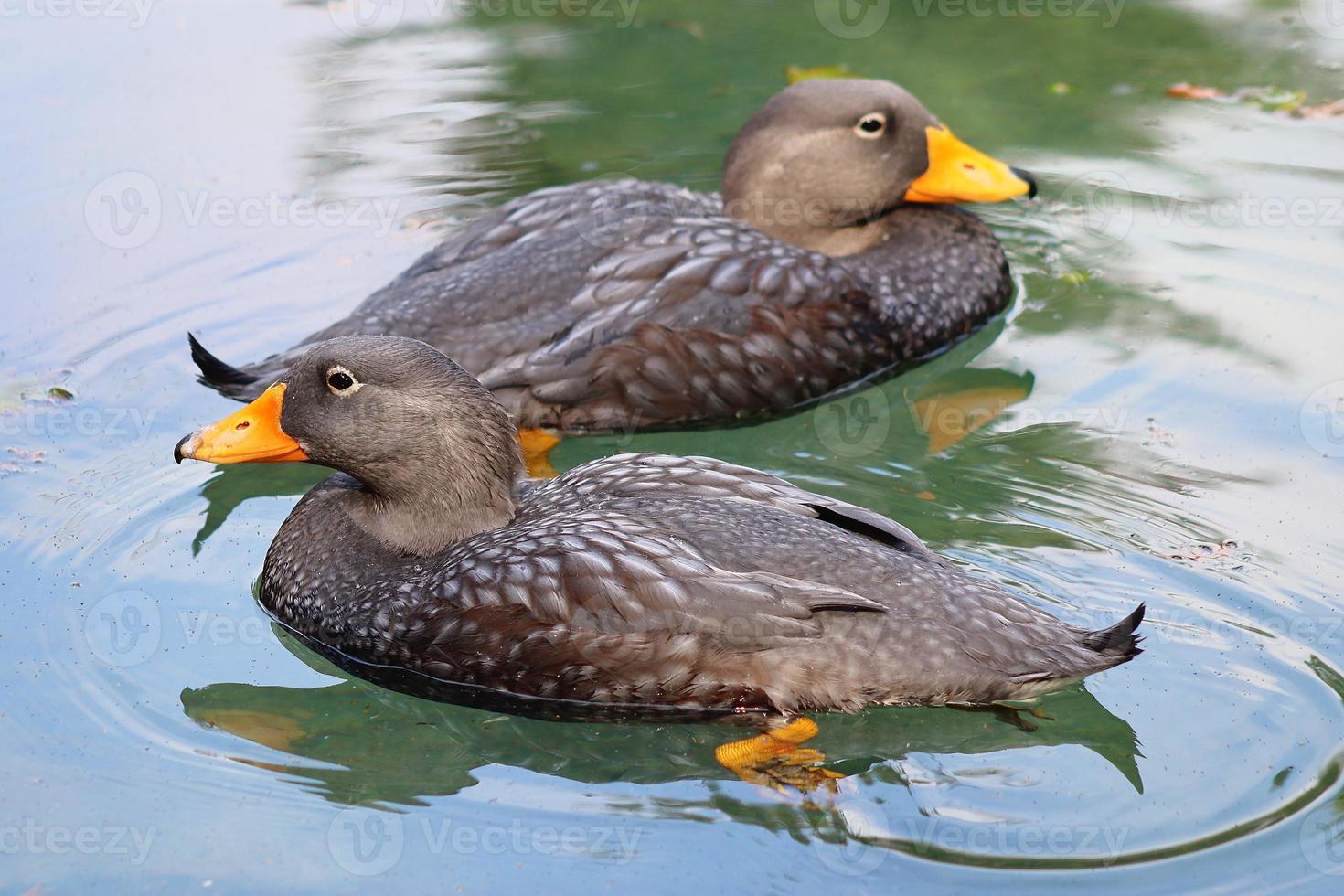 Beautiful ducks running around in a green rural environment photo