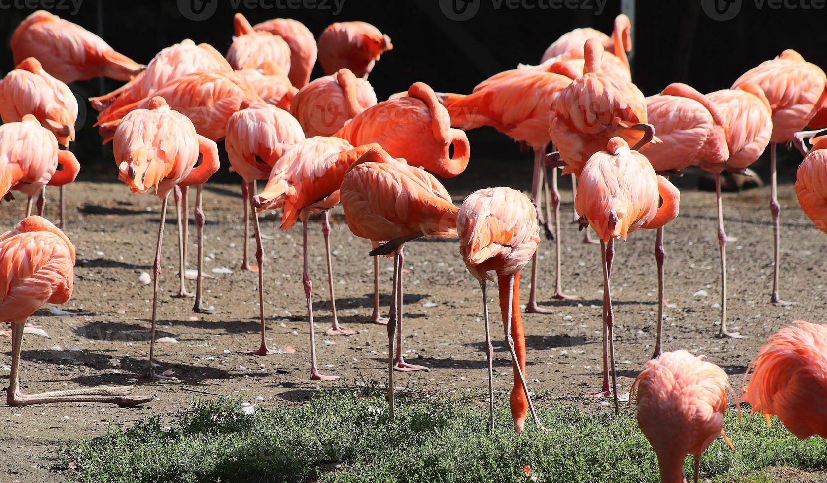 Colorful pink flamingo bird in a close up view on a sunny summer day photo