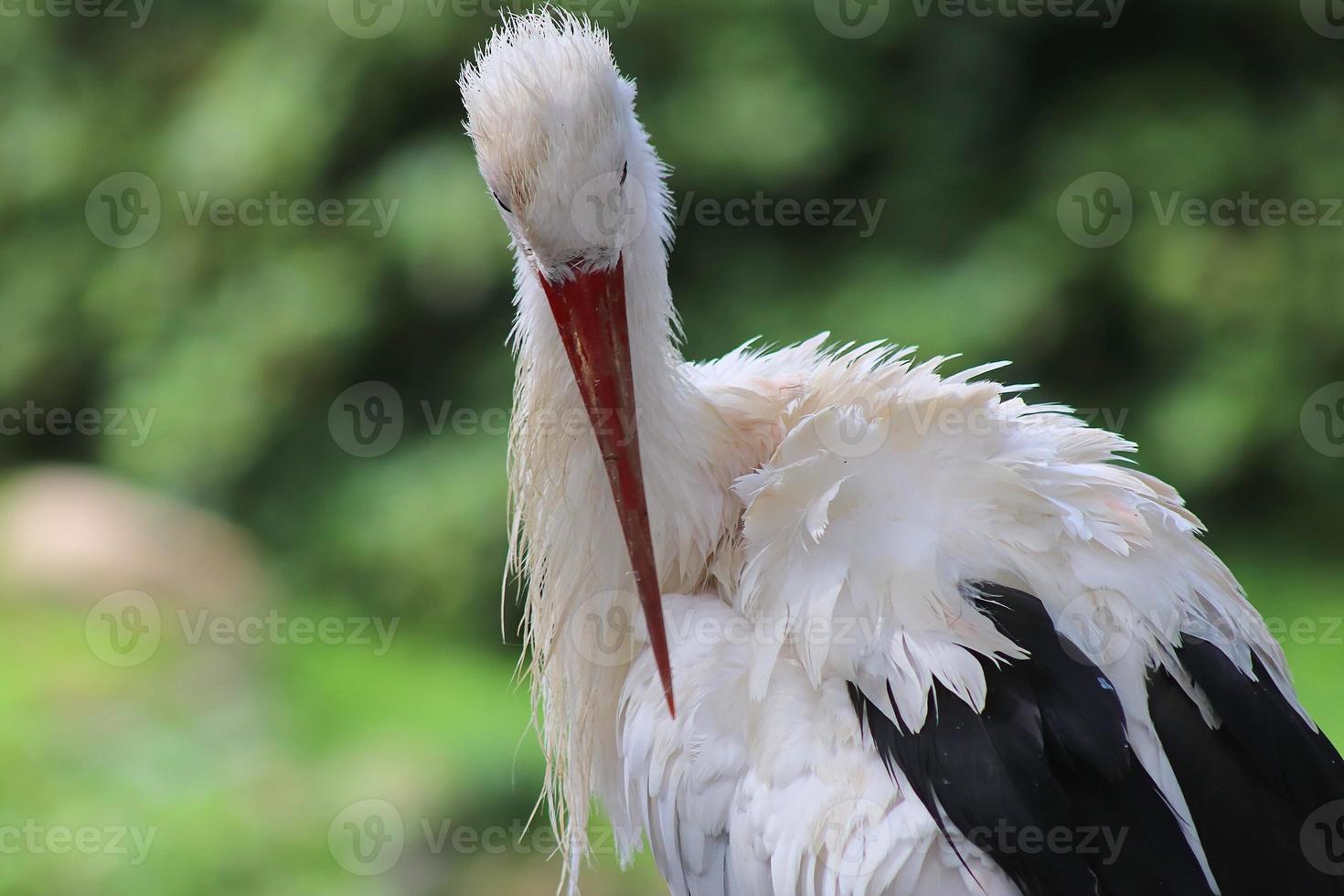 Beautiful crane birds in a detailed close up view on a sunny day in summer photo