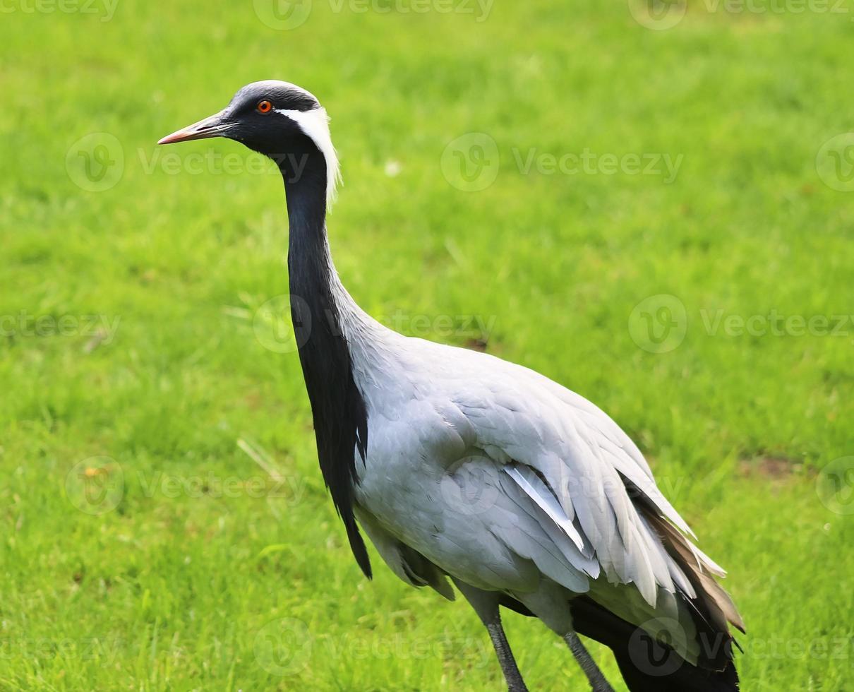 Beautiful crane birds in a detailed close up view on a sunny day in summer photo