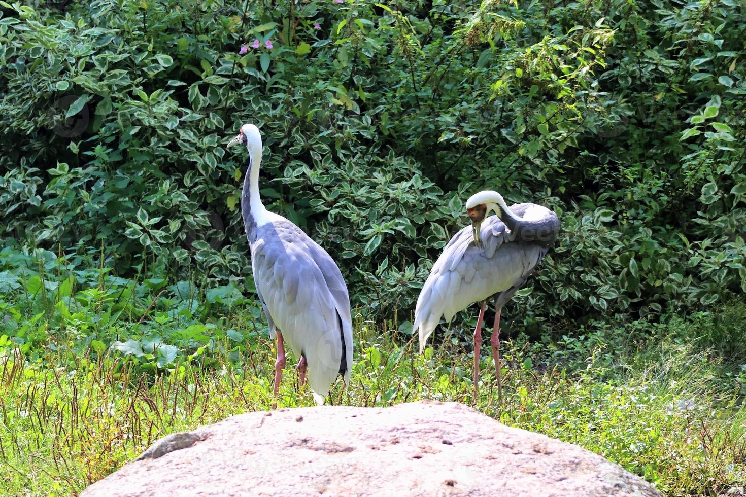 Beautiful crane birds in a detailed close up view on a sunny day in summer photo