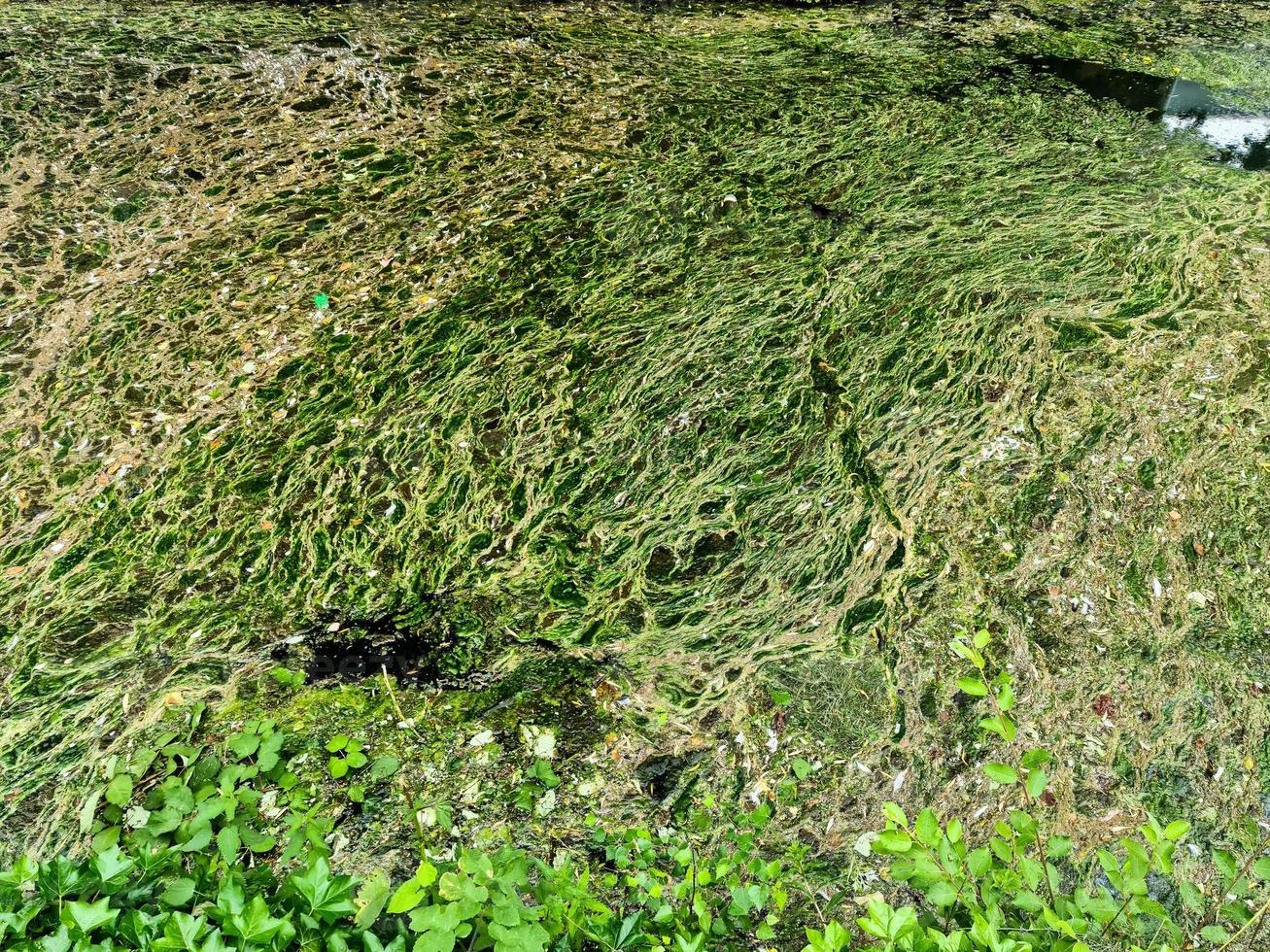 patrón de textura de fondo de algea formando una capa gruesa en la superficie del agua foto