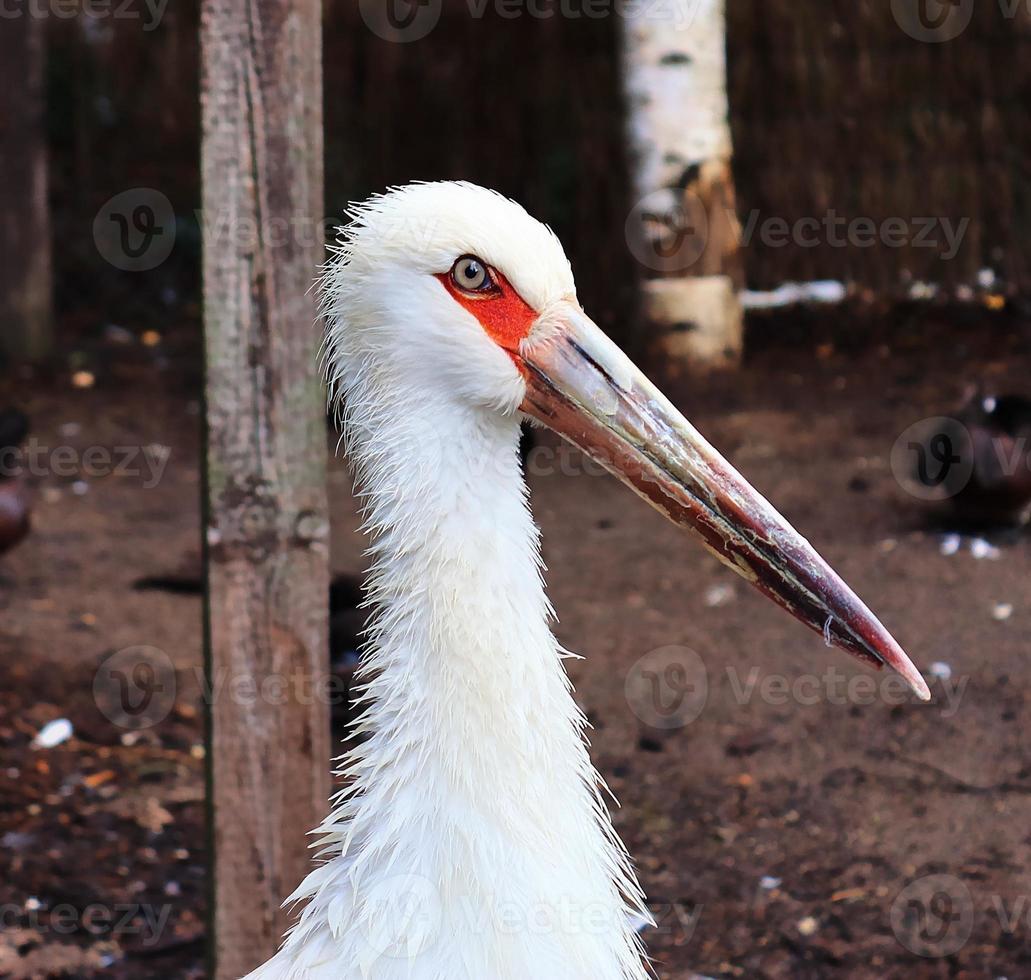 Beautiful crane birds in a detailed close up view on a sunny day in summer photo