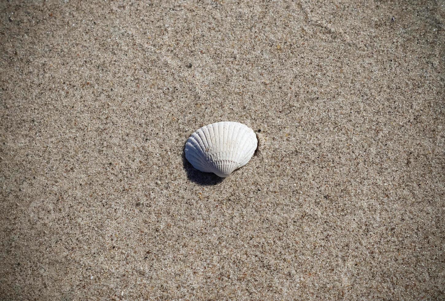 Shells on the beach sand in the summer sunshine - holiday background. photo