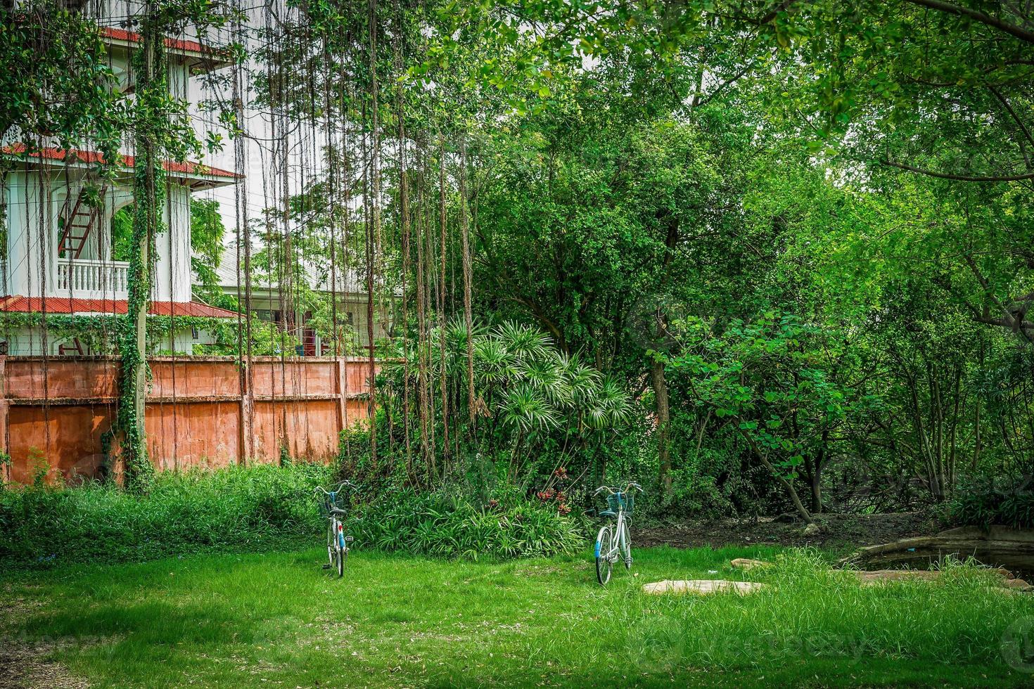 dos bicicletas en el jardín bajo el árbol. foto