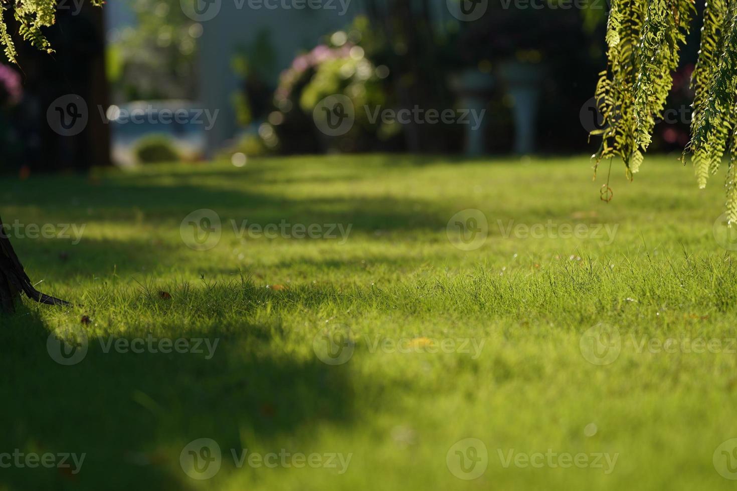 Close up grass with blurry front and background. photo
