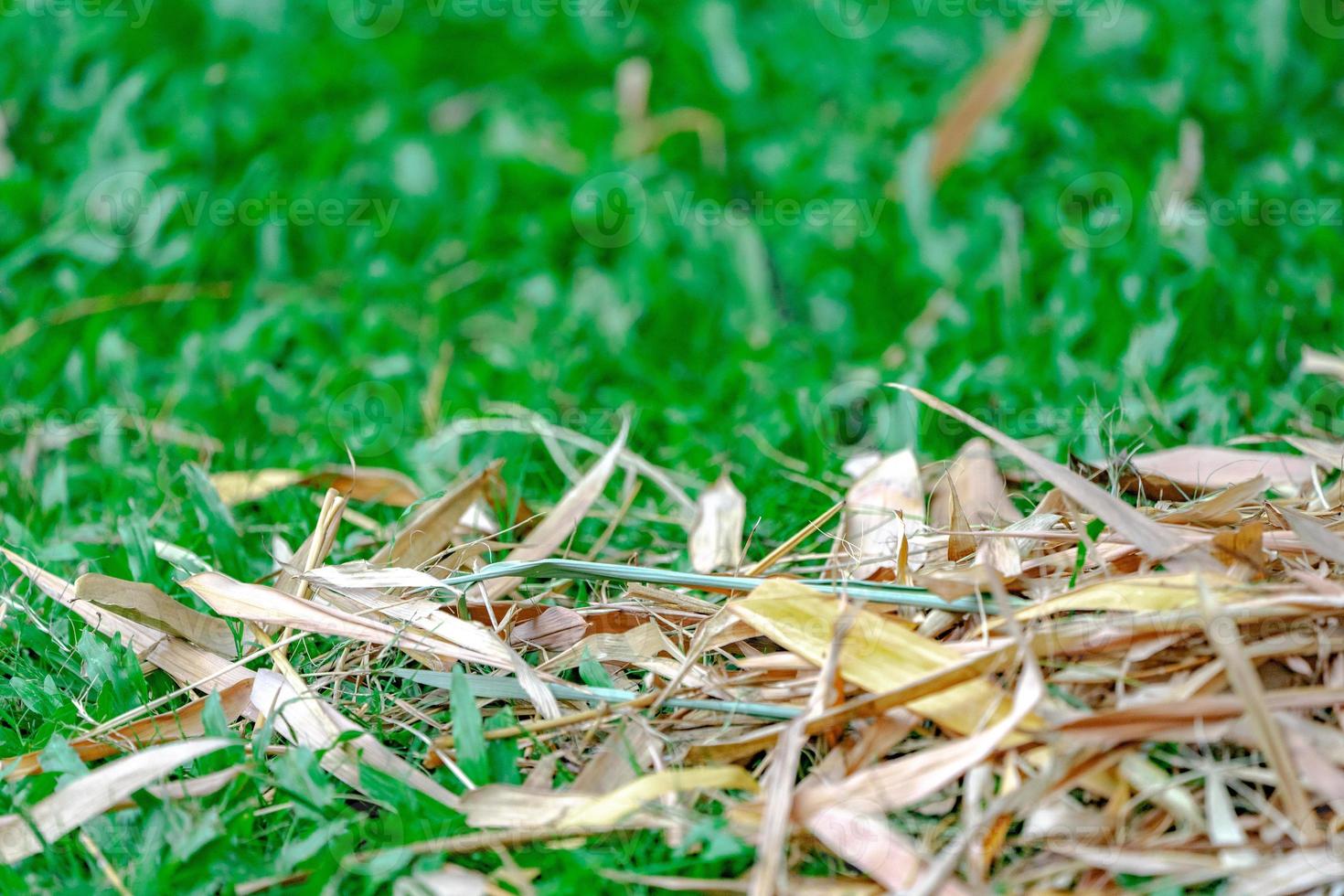 bamboo dry leaf on the grass floor. photo