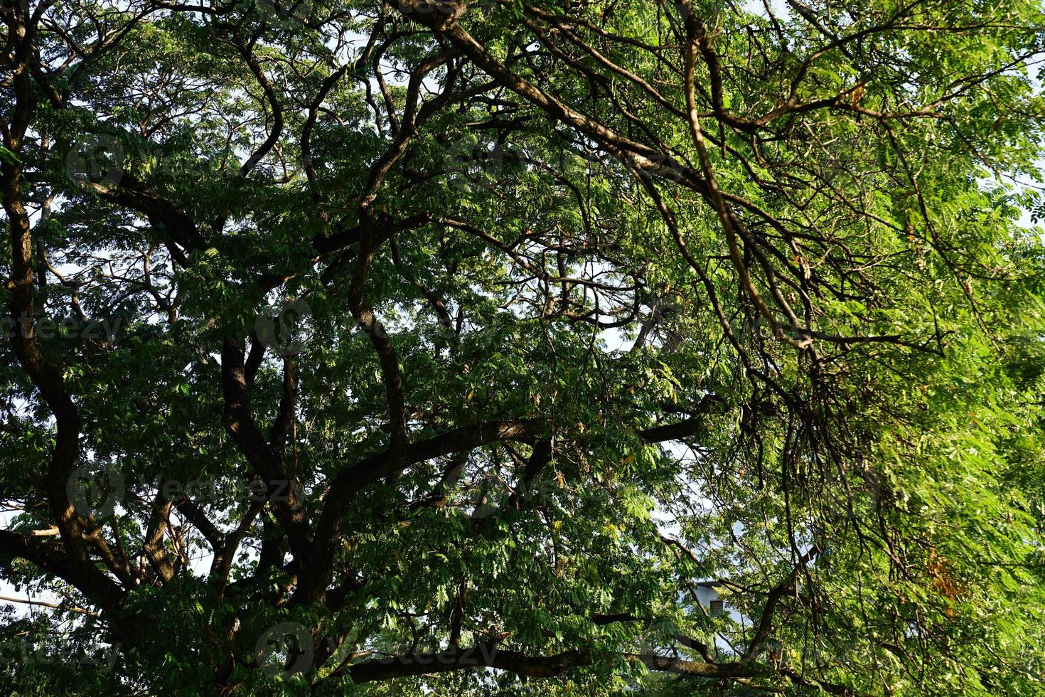 Under the shade of many branches of big and tall tree. photo