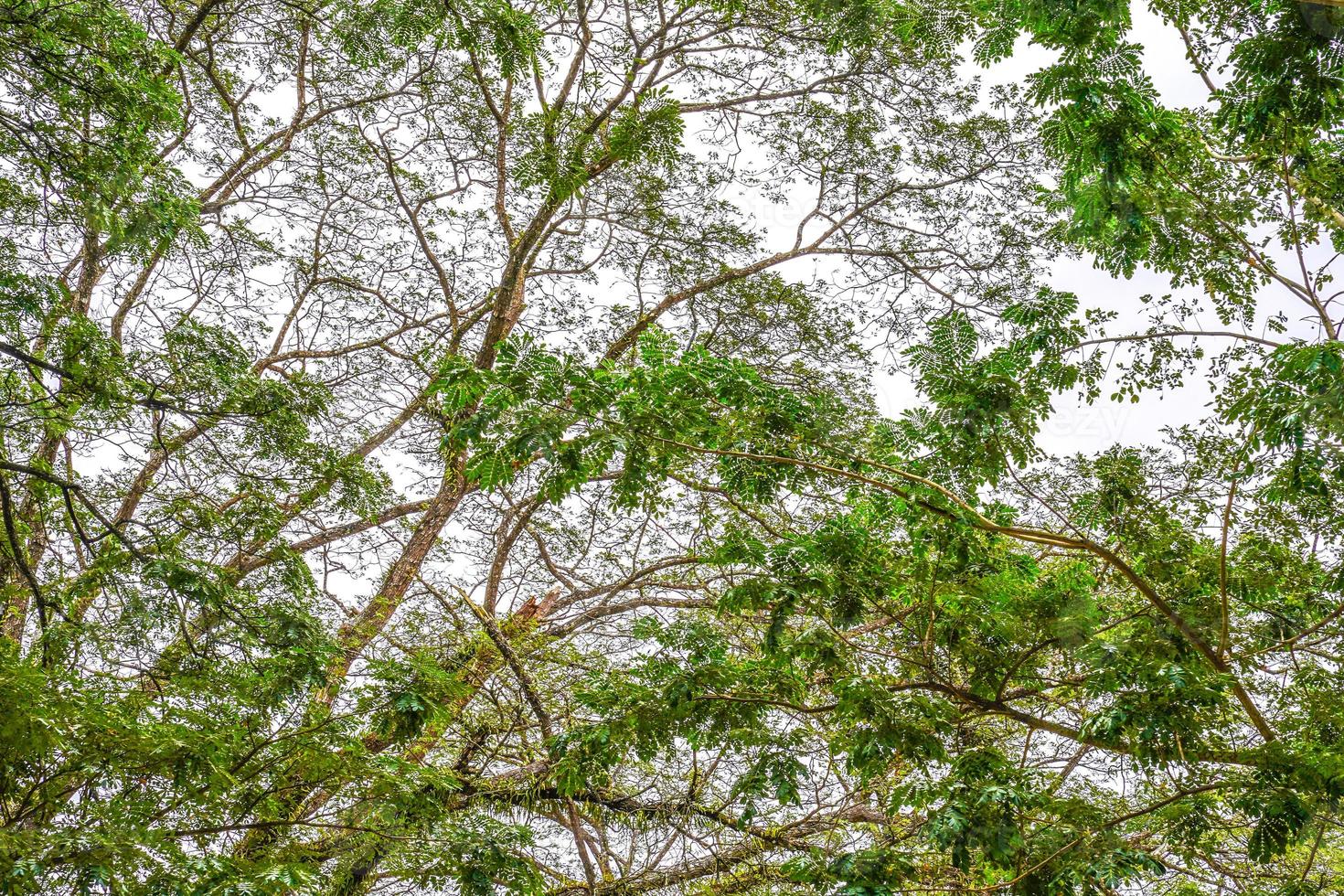 tree leaf and brand from the bottom to the top with the hilight at the background. photo