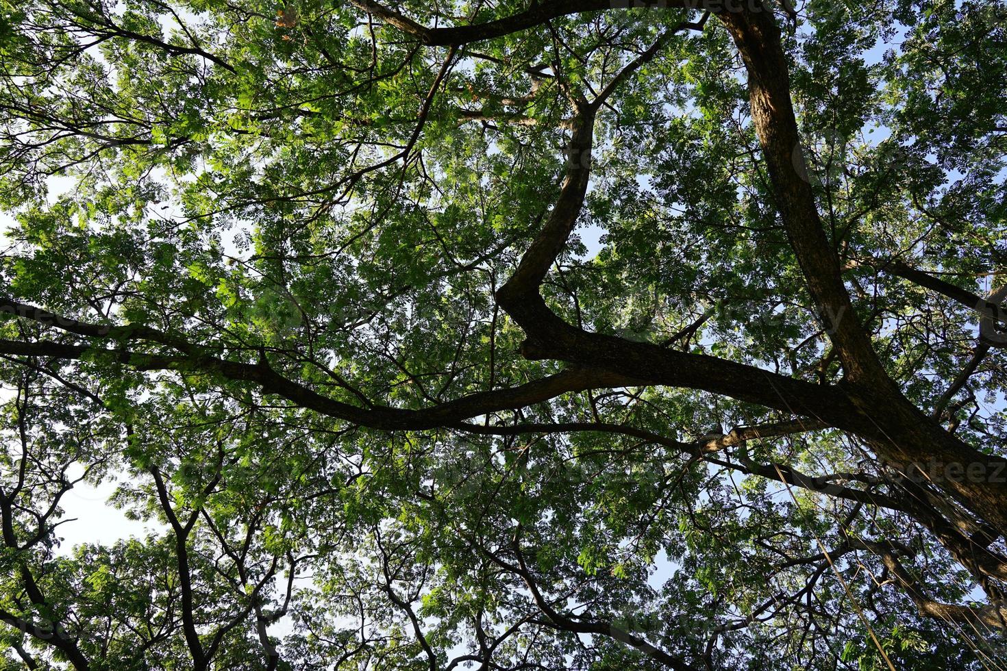 bajo la sombra de muchas ramas de árboles grandes y altos. foto