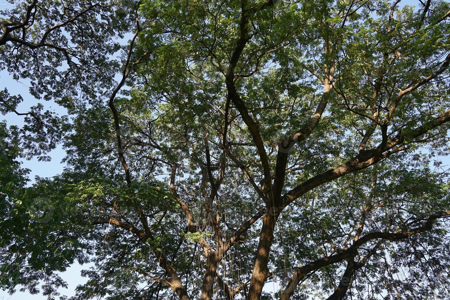 Under the shade of many branches of big and tall tree. photo