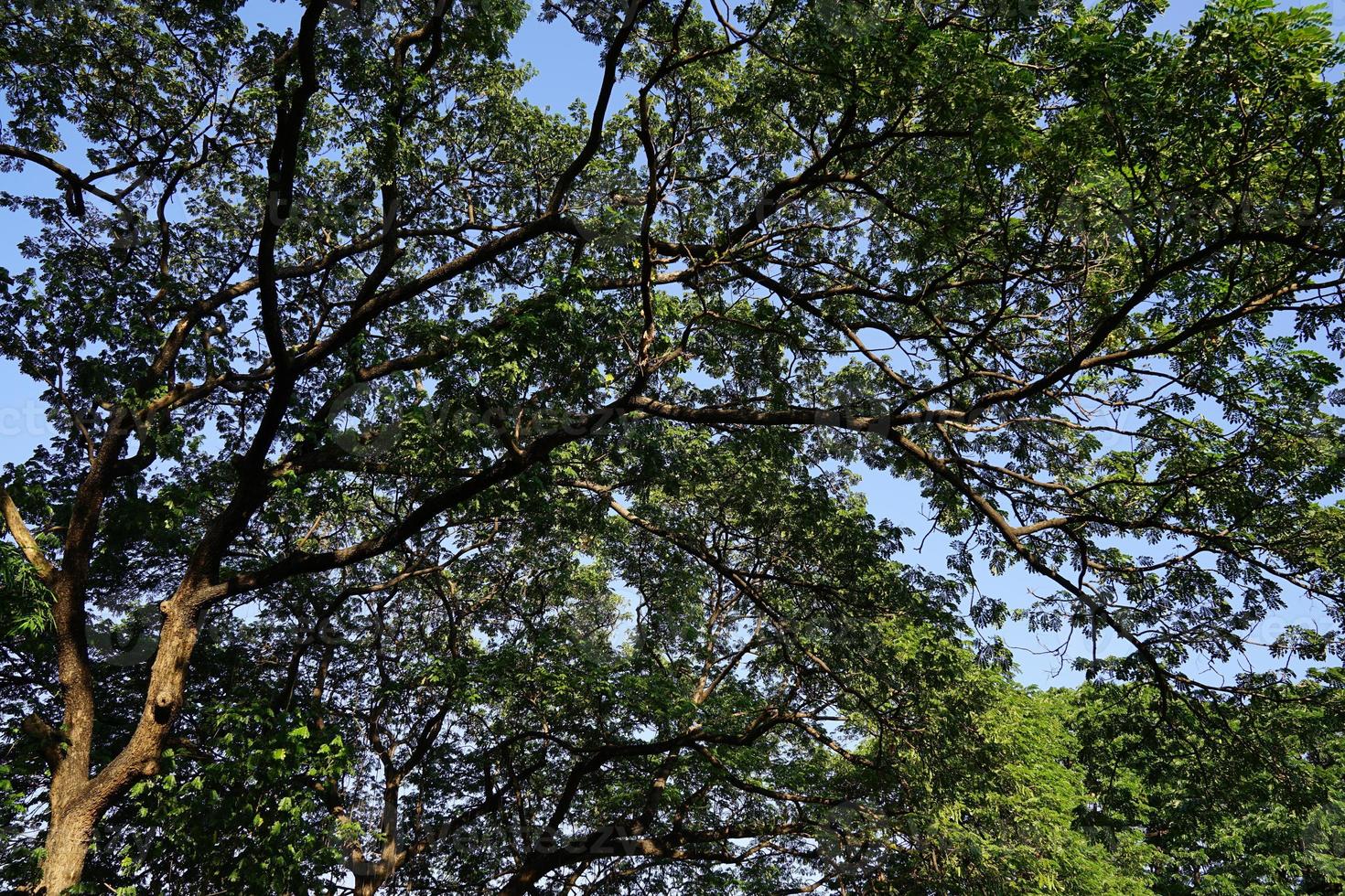 Under the shade of many branches of big and tall tree. photo