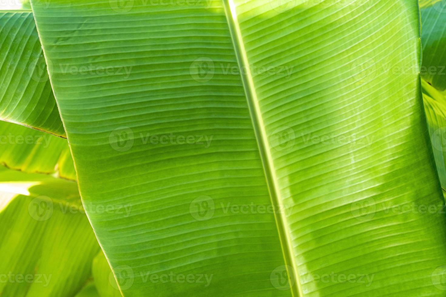 Close up cleary Banana leaf pattern with earmark and flaw at the rim of leaf for any graphic background. photo