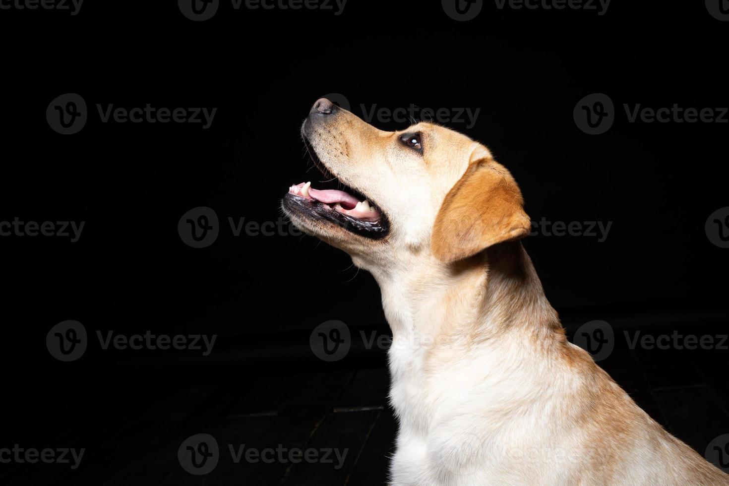 retrato de un perro labrador retriever sobre un fondo negro aislado. foto