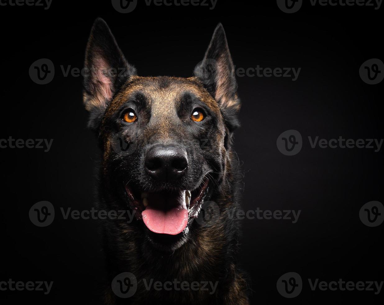 Portrait of a Belgian shepherd dog on an isolated black background. photo