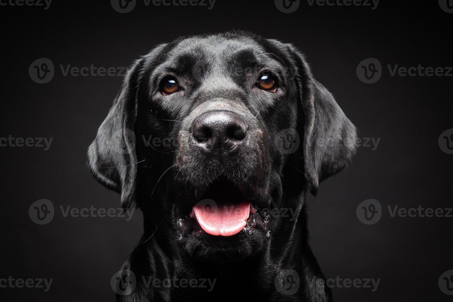 retrato de un perro labrador retriever sobre un fondo negro aislado. foto