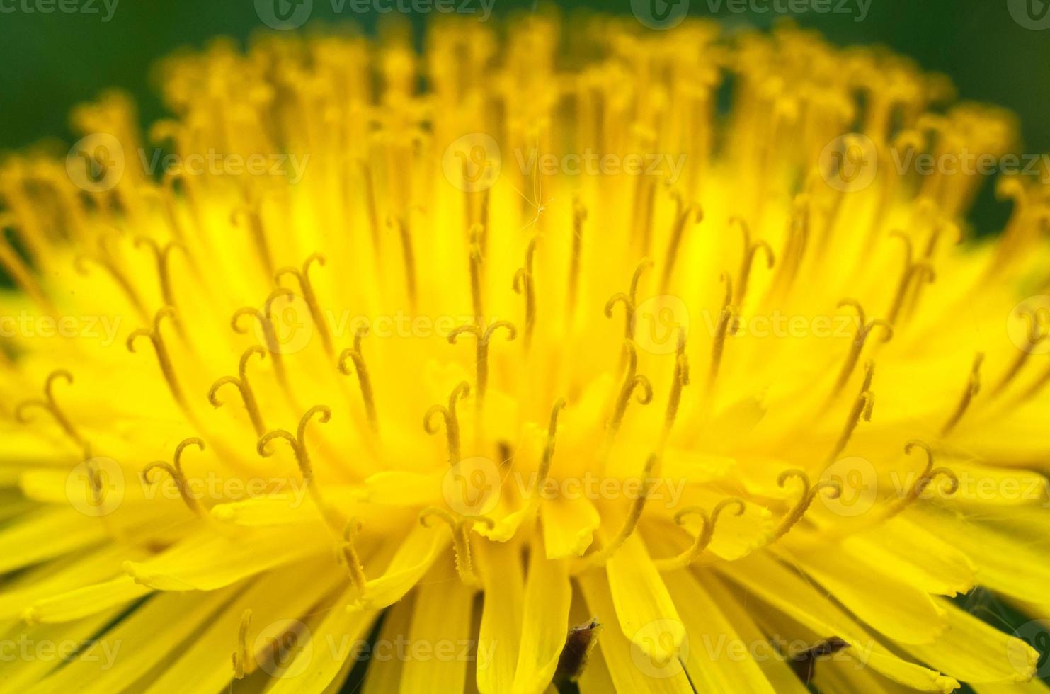 closeup of a dandelion yellow flower photo