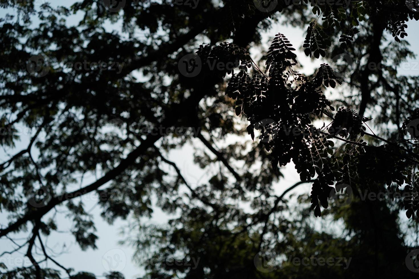 bajo la sombra de muchas ramas de árboles grandes y altos. foto