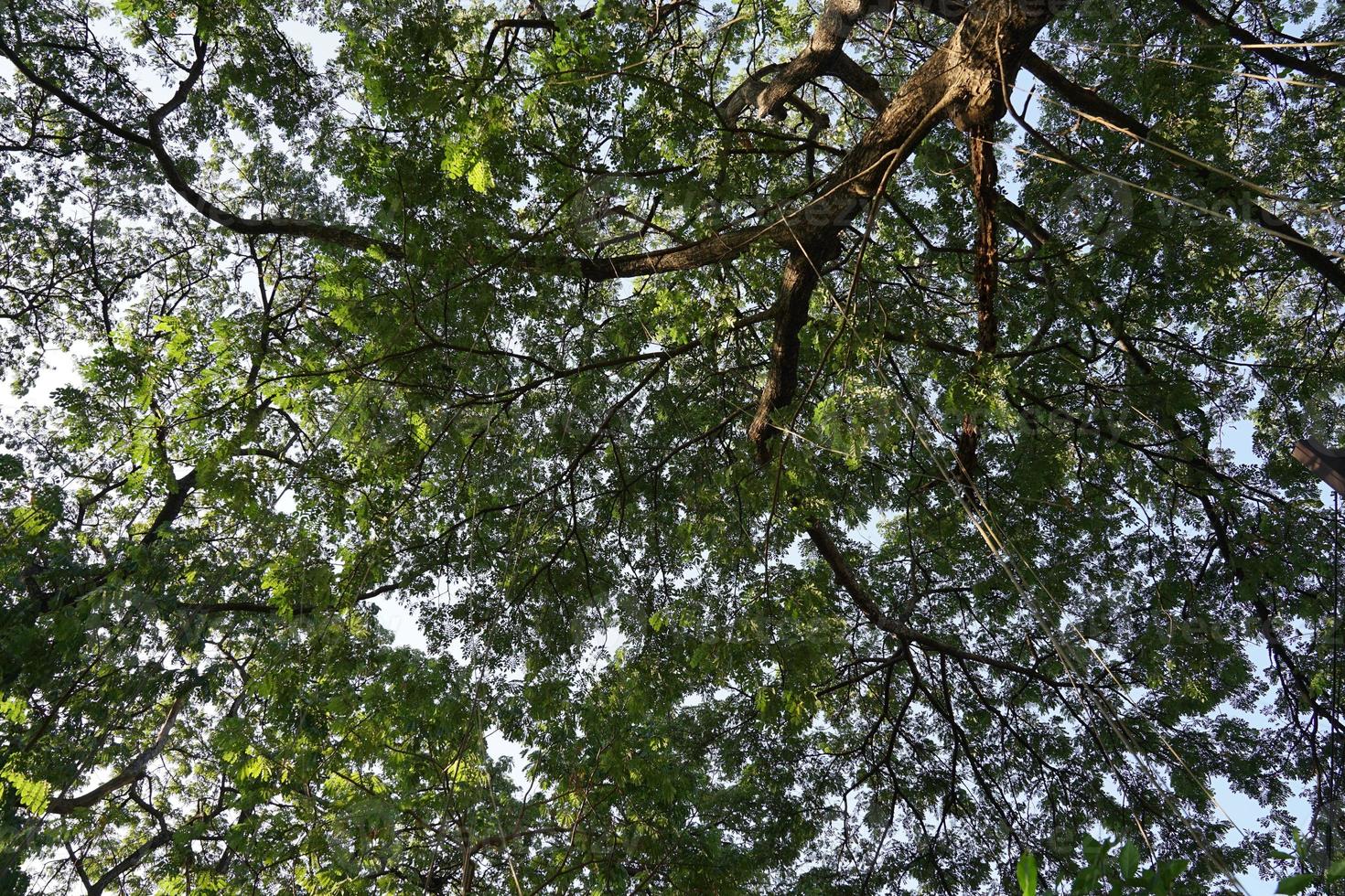 Under the shade of many branches of big and tall tree. photo