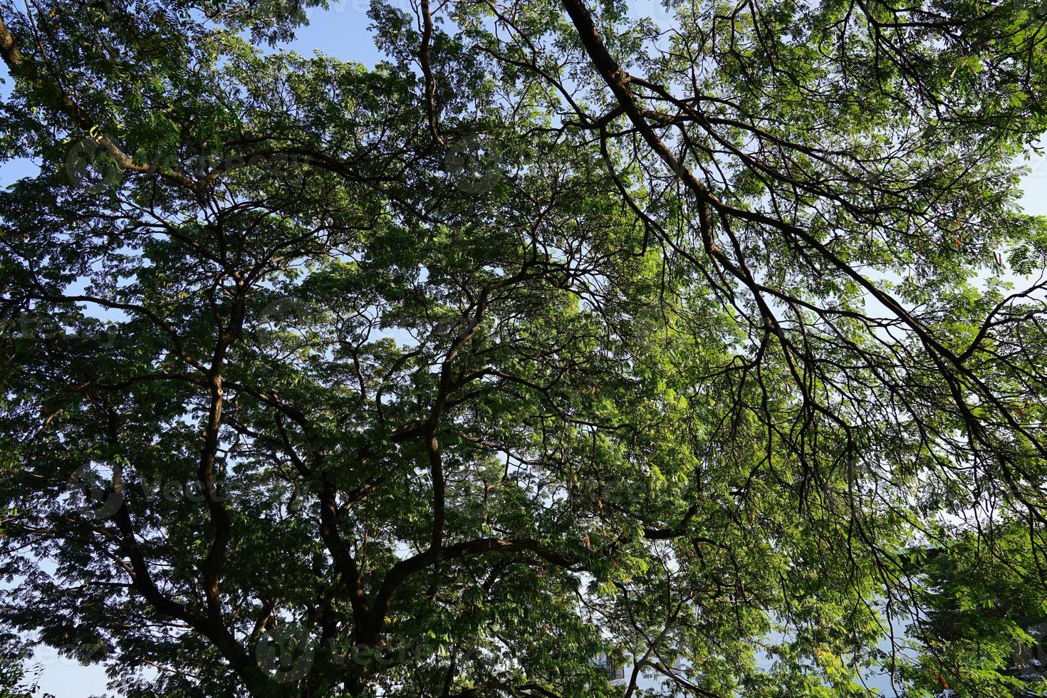 Under the shade of many branches of big and tall tree. photo