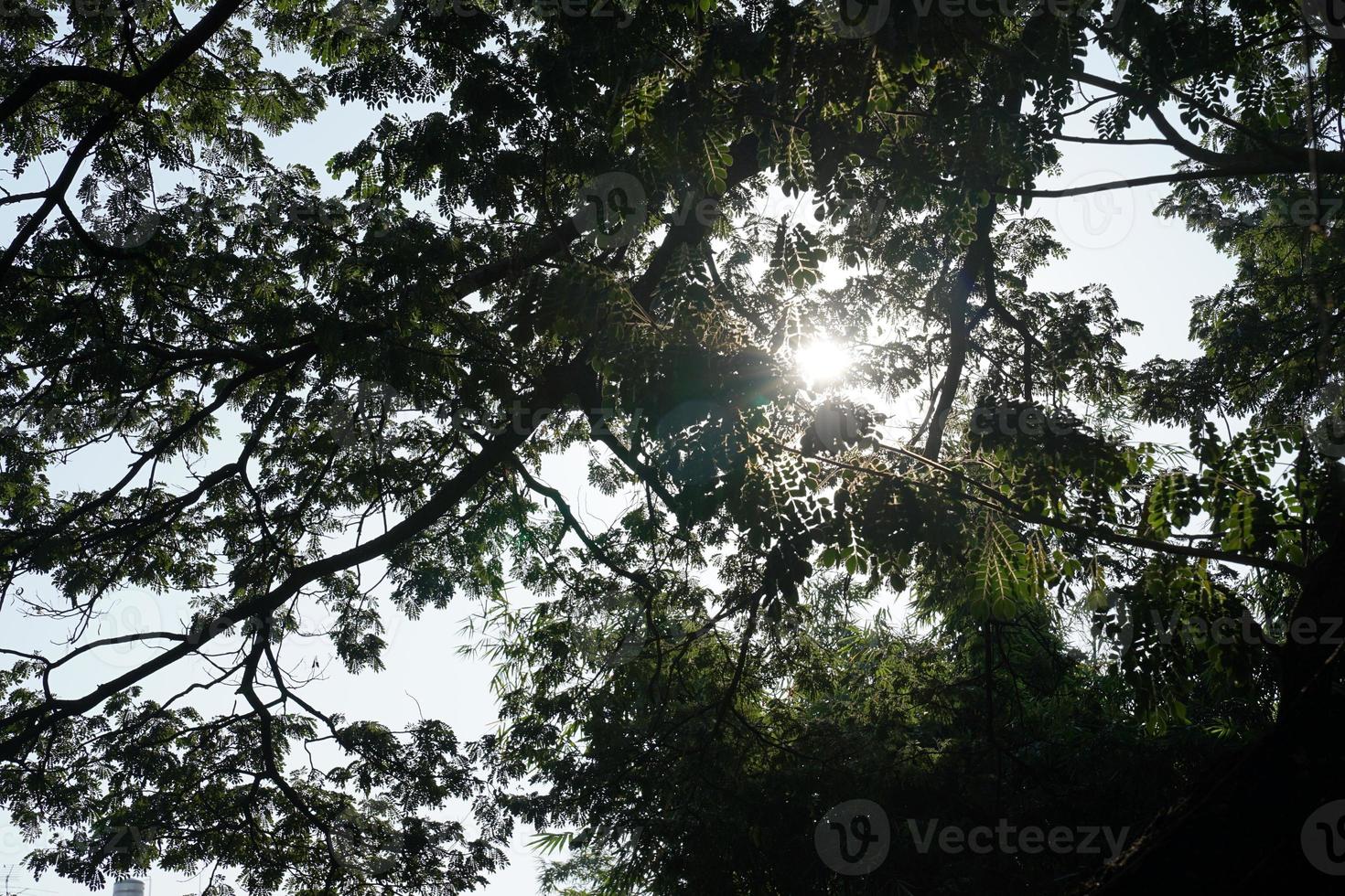 Under the shade of many branches of big and tall tree. photo