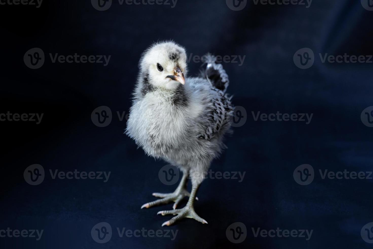 The young White Gray Appenzeller Chick It is a breed of chicken originating in Appenzell region of Switzerland is isolated standing on the cloth of blue colour dark background. photo