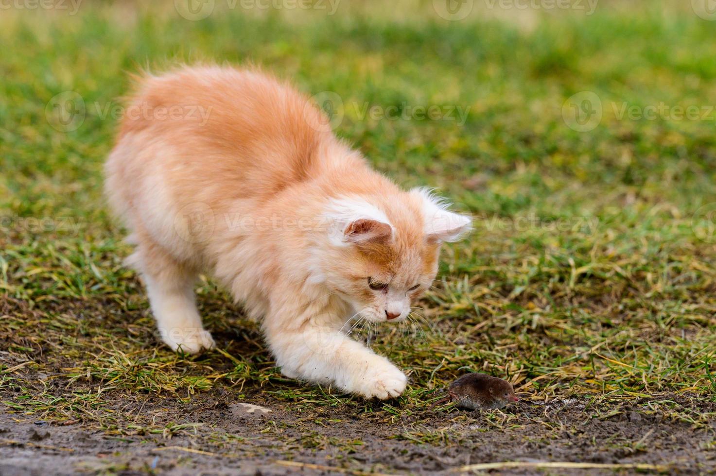 un depredador rojo hambriento está jugando con un topo, un gato ha atrapado un topo. foto