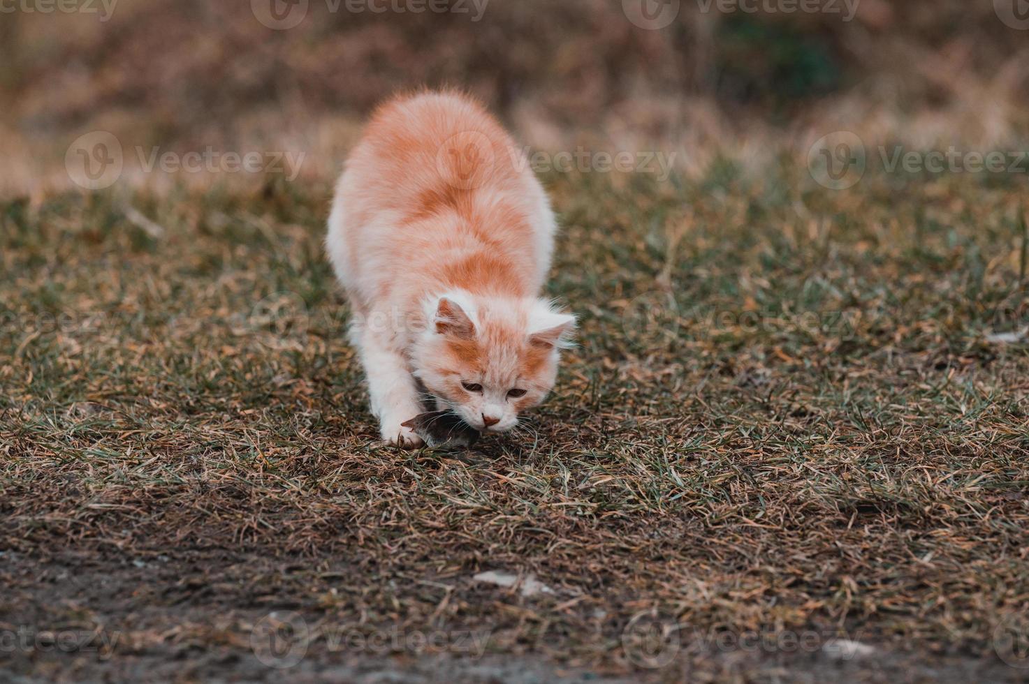 A red cat plays with its prey, cat food, mole and cat. photo