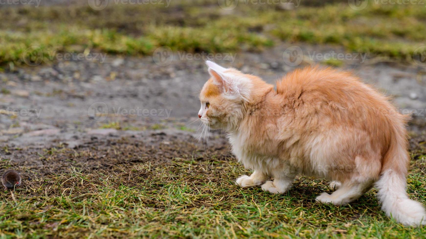 después de la caza, un gato juega con su presa, un gato y un topo en la  naturaleza. 7293474 Foto de stock en Vecteezy