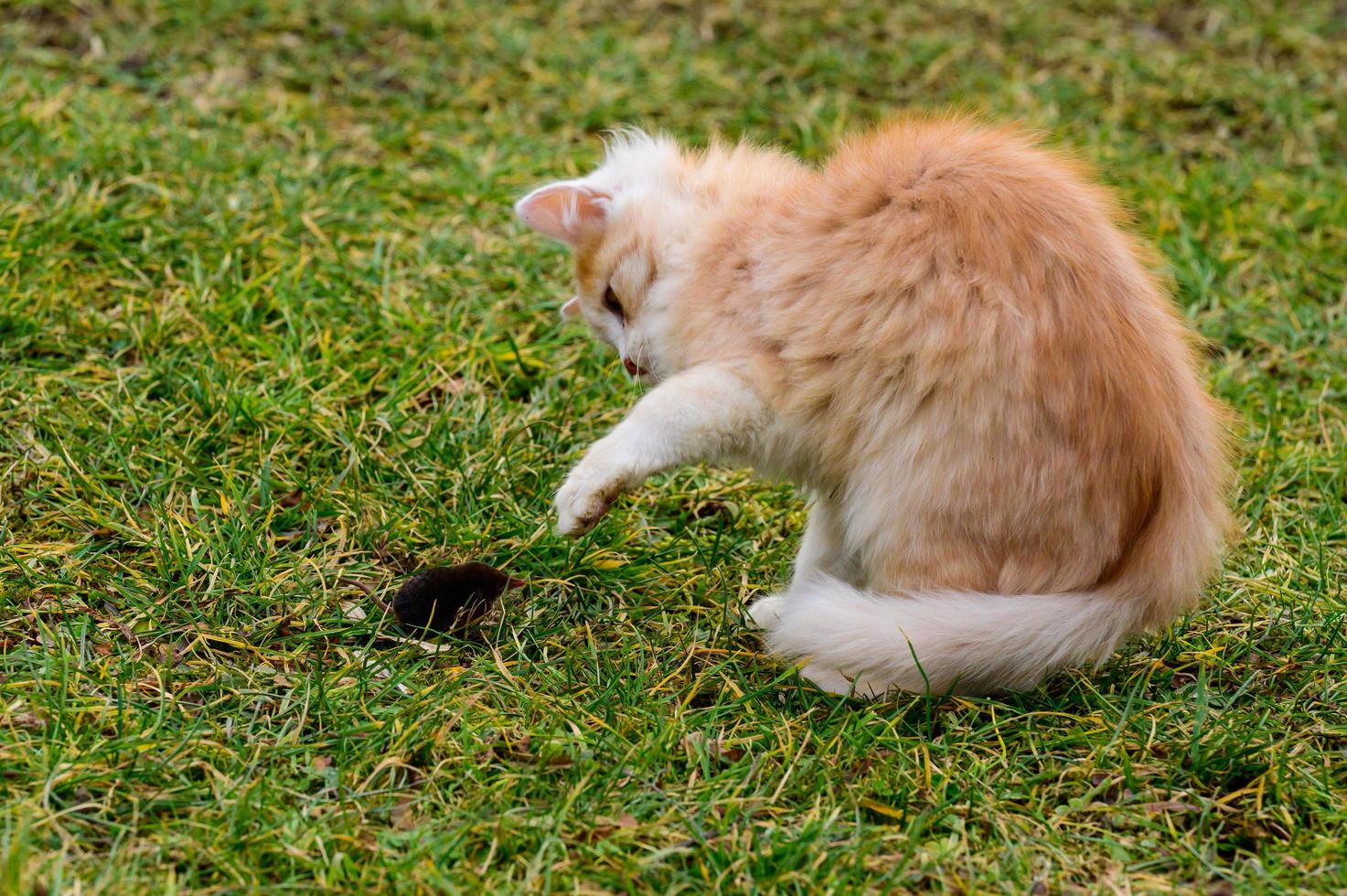 un gato rojo atrapó un topo, un gato jugando con un topo en la hierba, el campo y los animales y roedores. foto