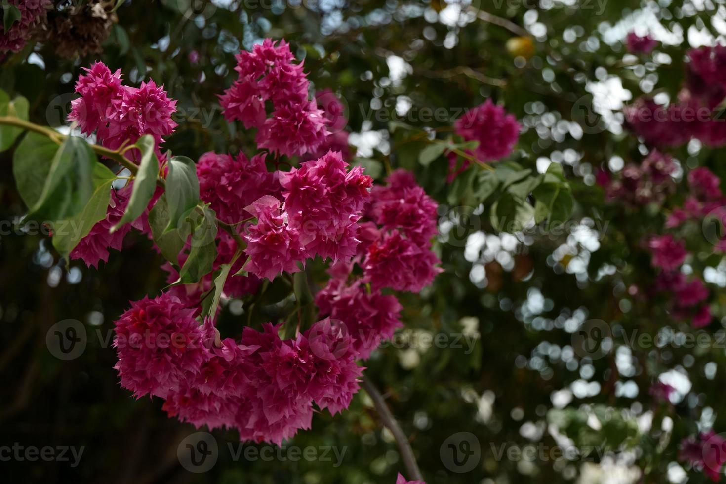 bouquet Bougainvillea saturation pink flower with dark green leaf bokeh background. photo