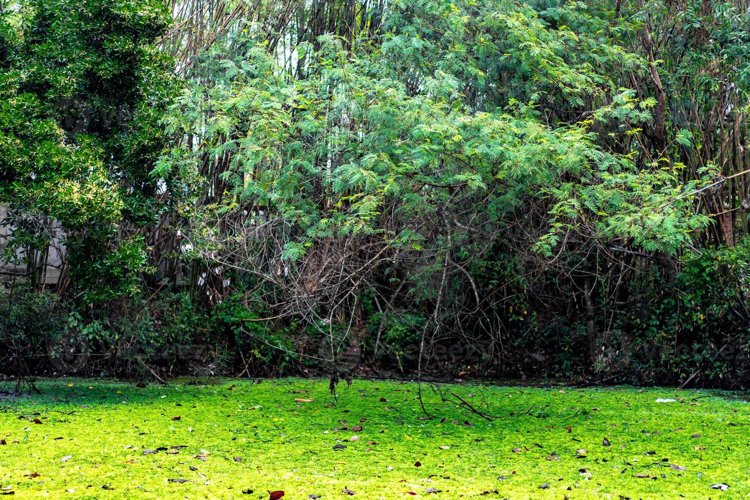 Duckweed and water plant cover the pond pool. photo