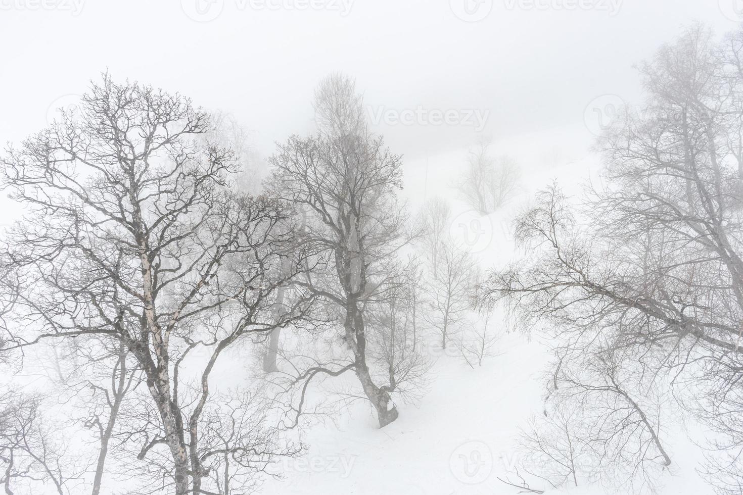 Covered with snow Caucasus mountain photo