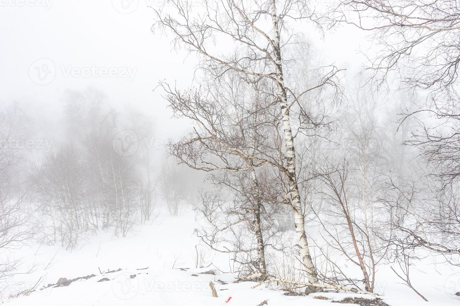 Covered with snow Caucasus mountain photo