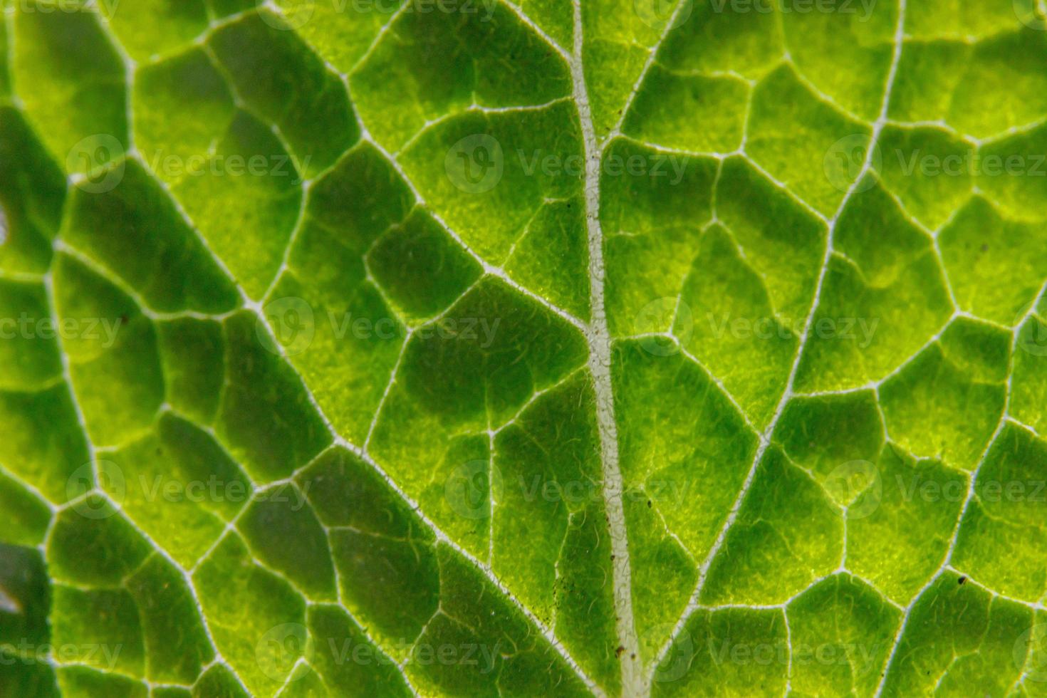 Closeup extreme macro texture view of green wood sheet tree leaf. Inspirational nature spring or summer wallpaper background. Change of seasons concept. Close up selective focus photo