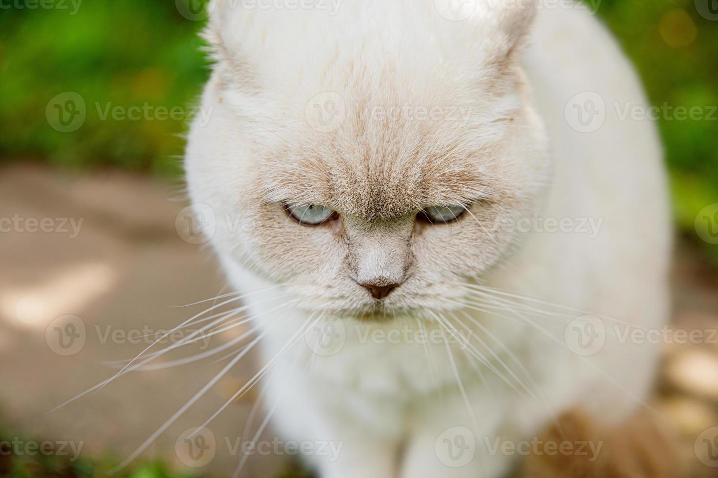 Funny short-haired domestic white kitten sneaking through green gerass backyard background. British cat walking outdoors in garden on summer day. Pet care health and animals concept. photo