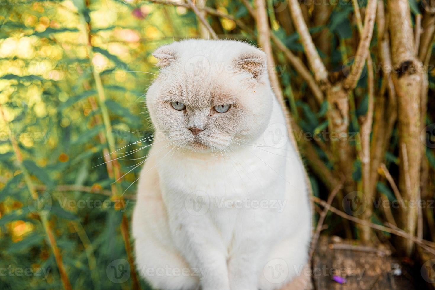 divertido retrato de gatito blanco doméstico de pelo corto sobre fondo verde del patio trasero. gato británico caminando al aire libre en el jardín el día de verano. concepto de salud y animales para el cuidado de mascotas. foto