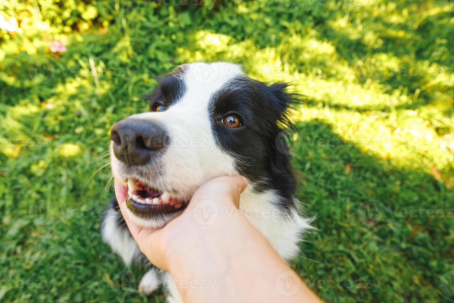 Woman hand stroking puppy dog border collie in summer garden or city park outdoor. Close up dog portrait. Owner playing with dog friend. Love for pets friendship support team concept. photo