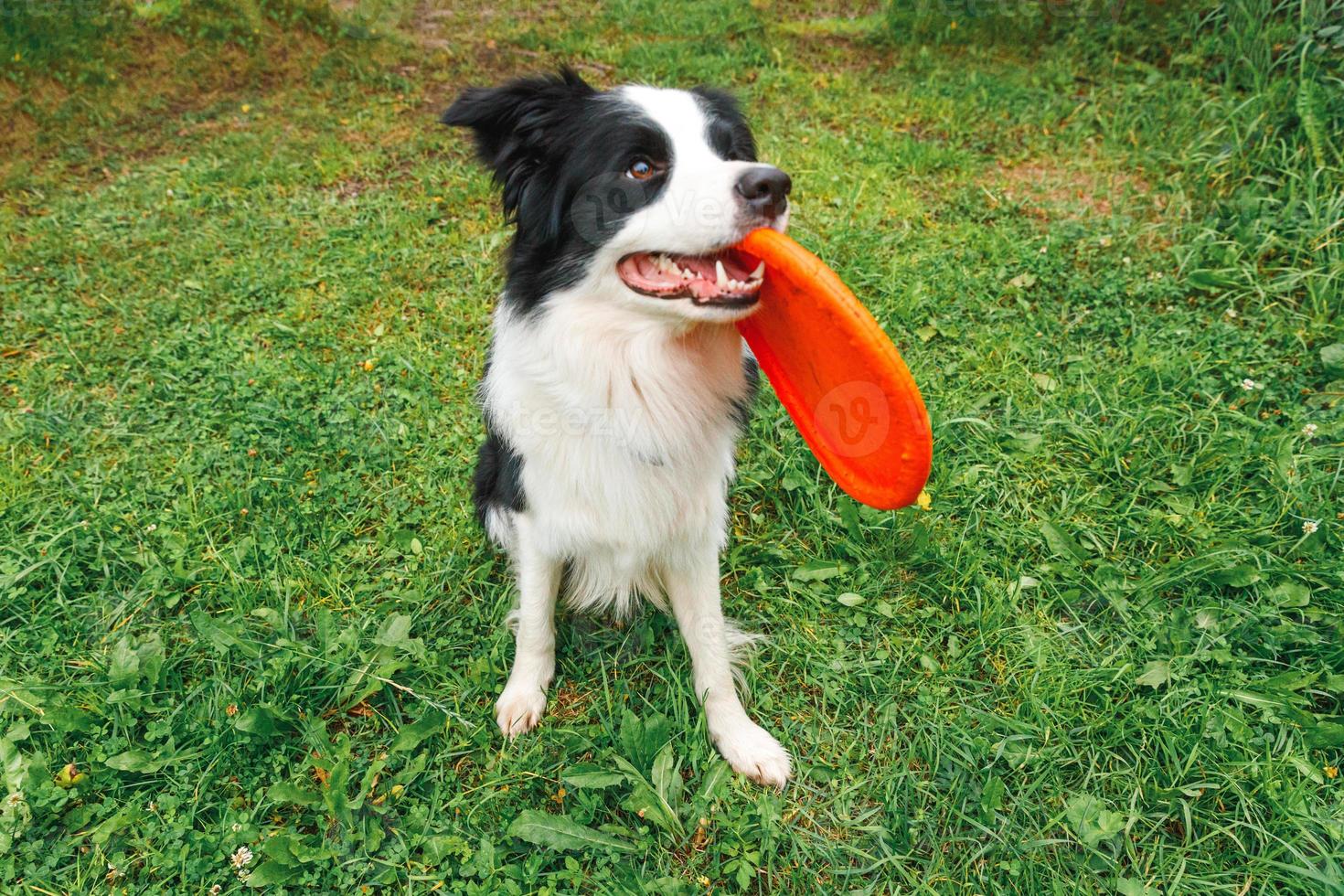 Outdoor portrait of cute funny puppy dog border collie catching toy in air. Dog playing with flying disk. Sports activity with dog in park outside. photo