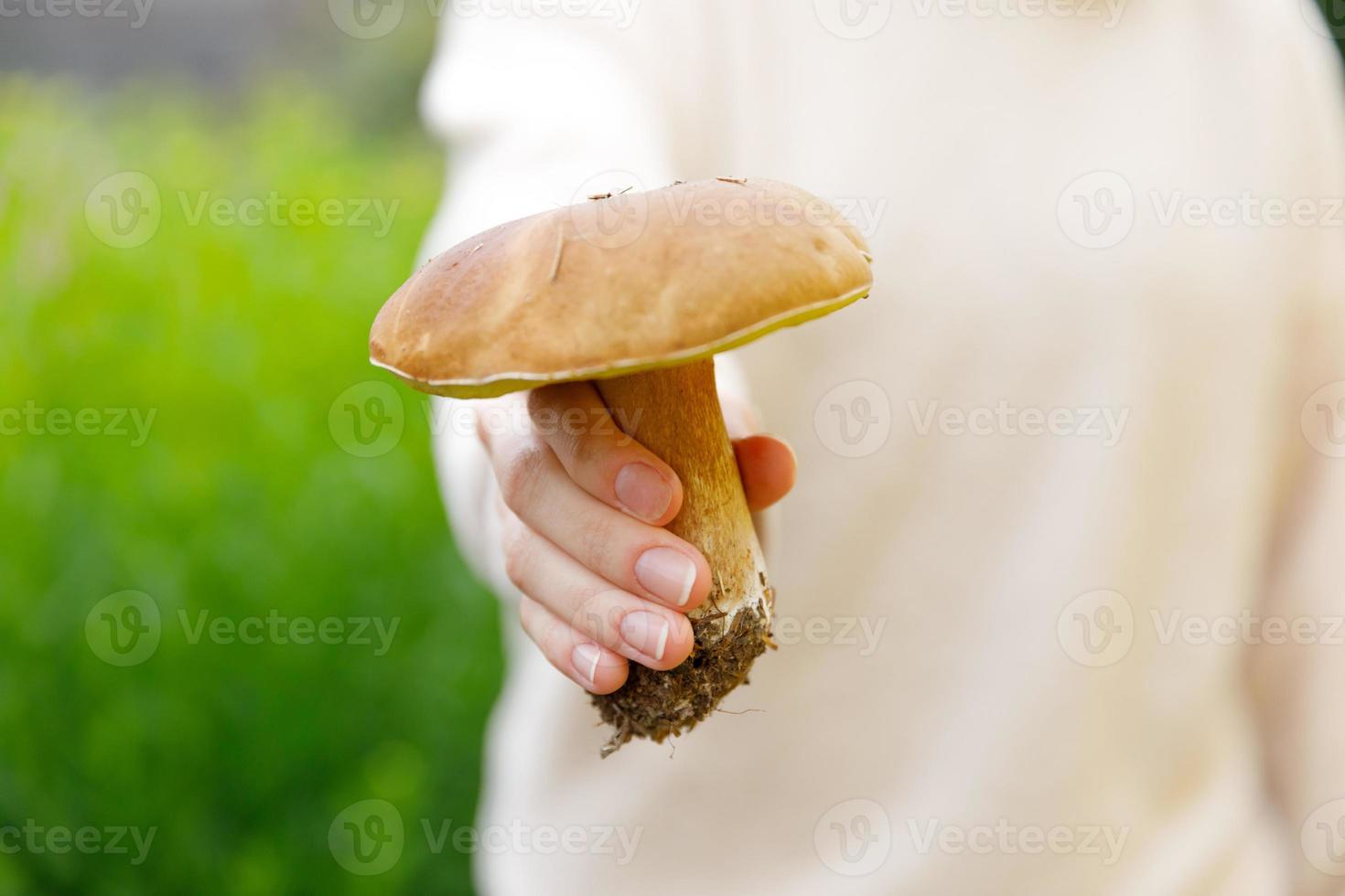 Female hand holding raw edible mushroom with brown cap Penny Bun in autumn forest background. Harvesting picking big ceps mushrooms in natural environment. Cooking delicious organic food concept. photo