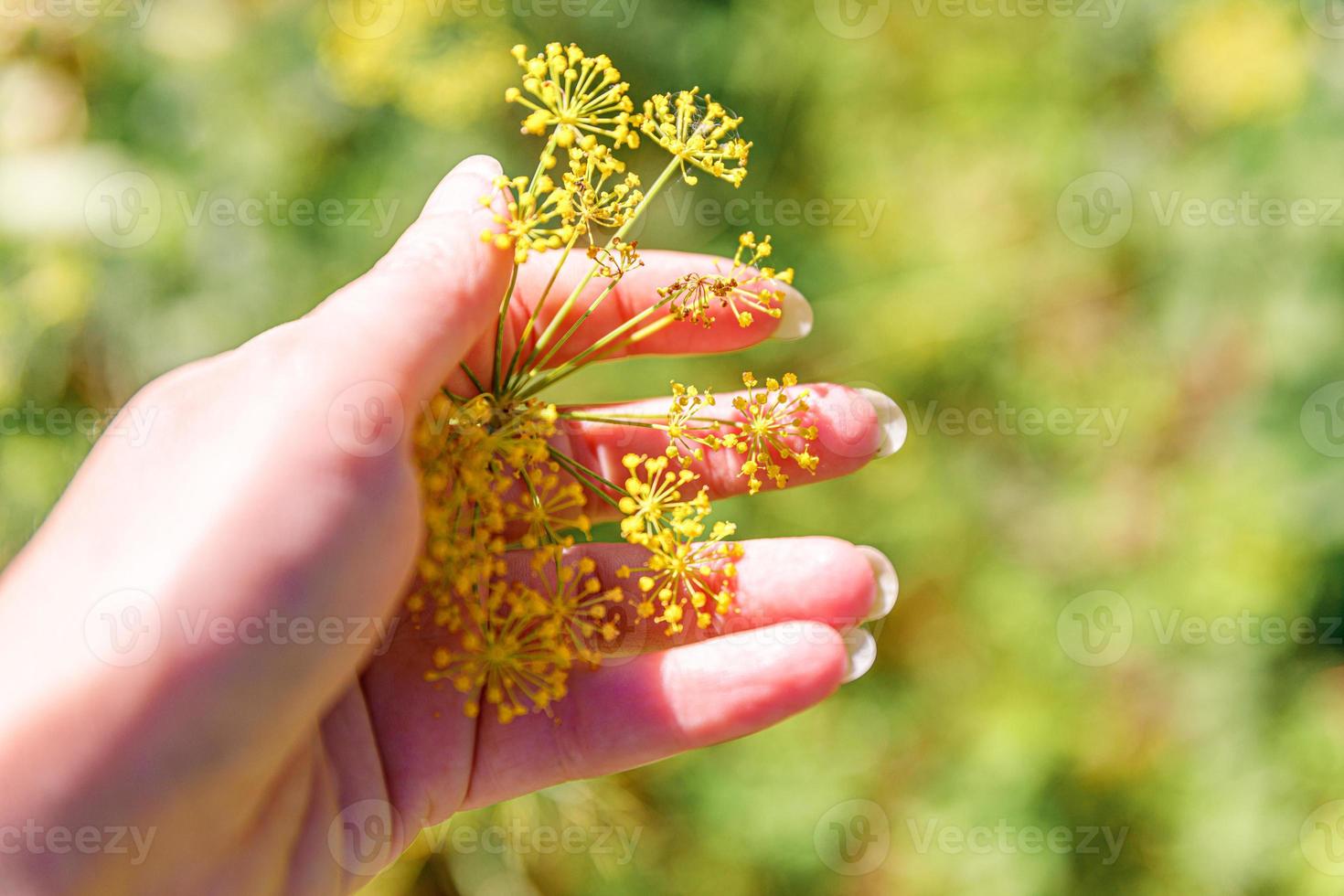 Gardening and agriculture concept. Female farm worker hand harvesting green fresh ripe organic dill in garden bed. Vegan vegetarian home grown food production. Woman farmer picking fragrant herb. photo